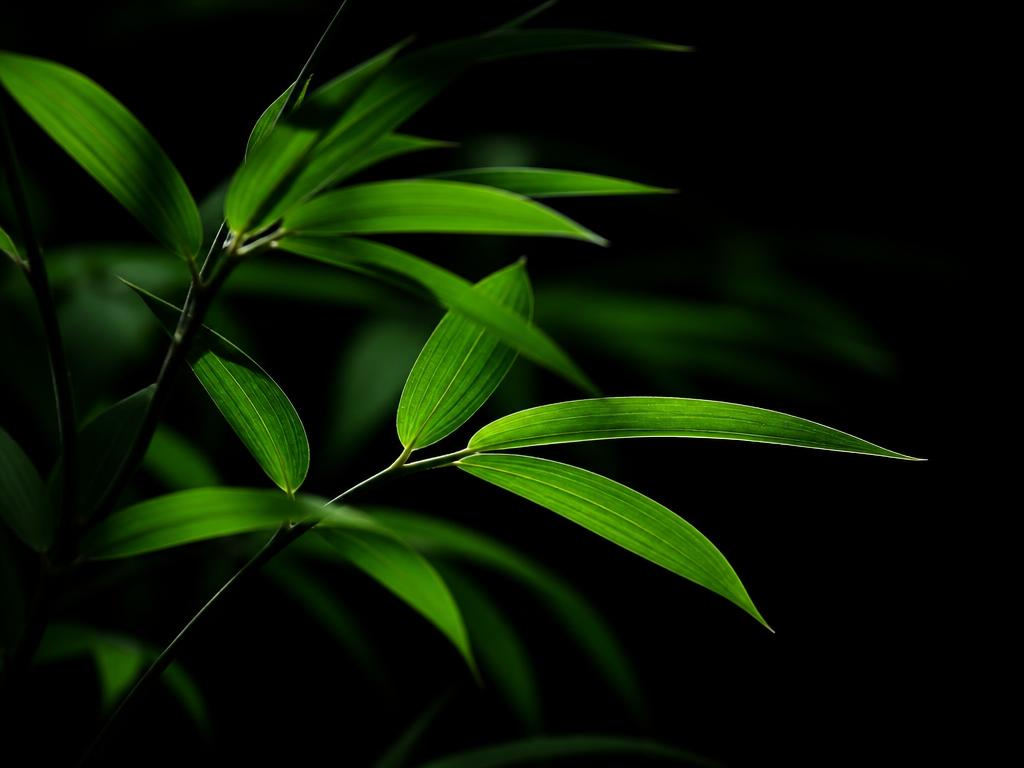 Vibrant green bamboo leaves